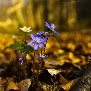 Natur
